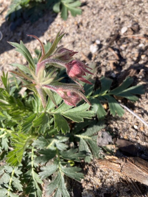 Prairie Smoke starting to bloom in March. Red flowers facing down.