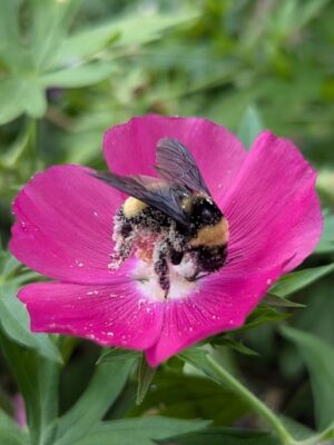 Big bee covered in Purple Poppy Mallow's pollen