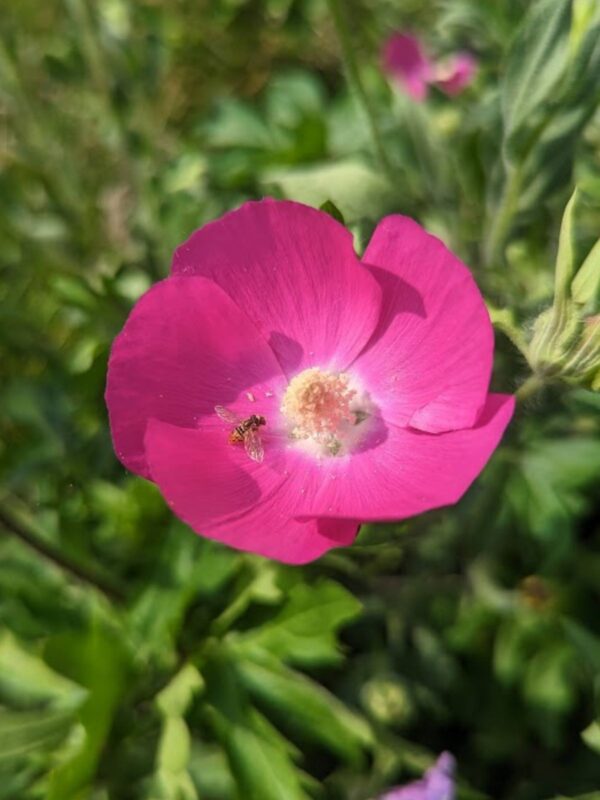 Bug on blooming Purple Poppy Mallow