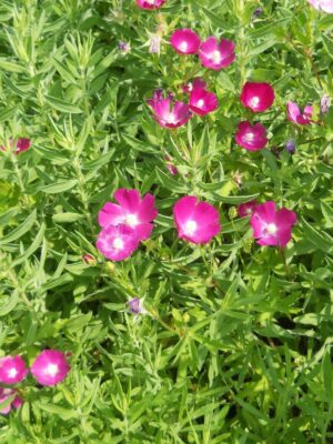 Purple Poppy Mallow (Callirhoe involucrata) purple flower bush in field close up
