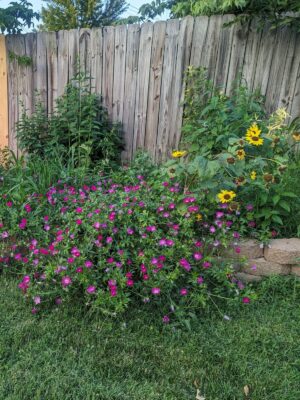 Sprawling Purple Poppy Mallow bush growing in home backyard with sunflowers and coneflowers