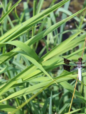 Rice Cut Grass with male Common Whitetail dragonfly perched on it