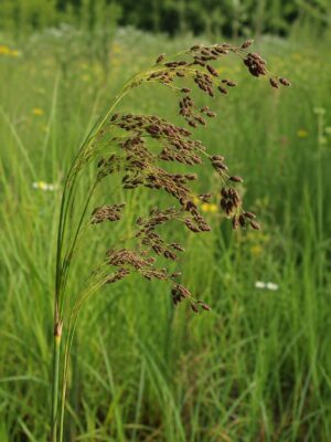 Rufous Bulrush (Scirpus pendulus) with slender arching stems and drooping reddish-brown seed clusters in a wet meadow