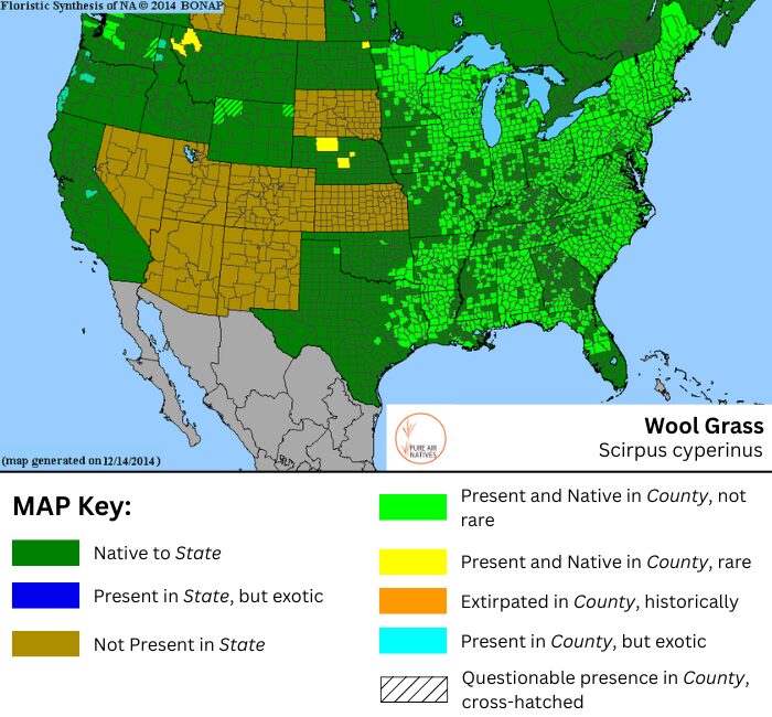 Scirpus cyperinus Wool Grass native Range