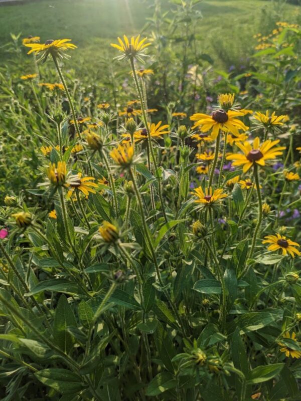 Septic field mix with black eyed susan