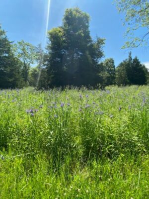Septic field with spiderwort
