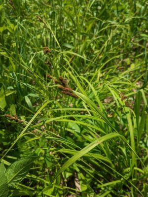 Short’s sedge (Carex shortiana) with arching green leaves and brown clustered seed heads growing in a dense native planting