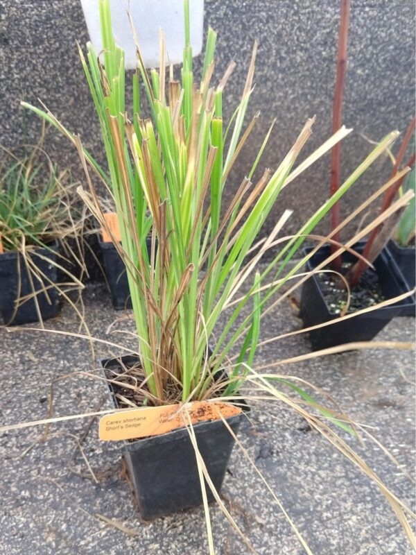 Short's Sedge quart with leafy new growth in greenhouse