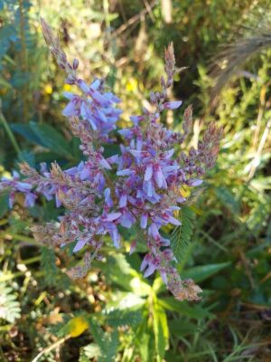 Showy Tick Trefoil close up picture of pink and purple blooms in summer