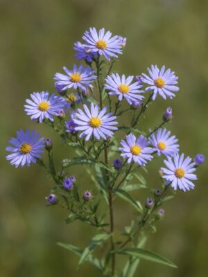 Sky Blue Aster (Symphyotrichum oolentangiense) with clusters of lavender-blue flowers and yellow centers on slender branching stems