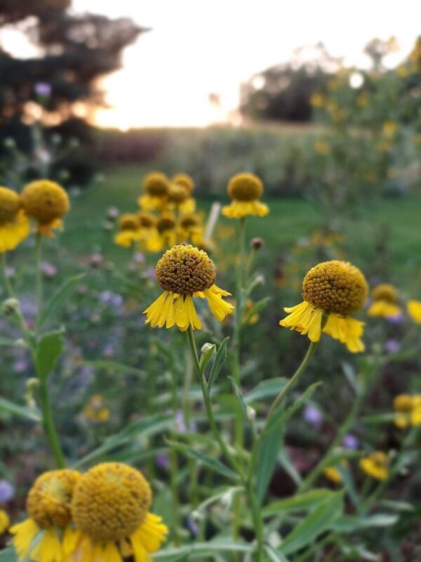 Sneezeweed in field close up