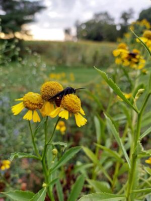 Sneezeweed in field with wasp