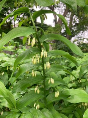Large colony of Solomon’s Seal (Polygonatum biflorum var. commutatum) growing in part shade with arching stems and dangling white flowers