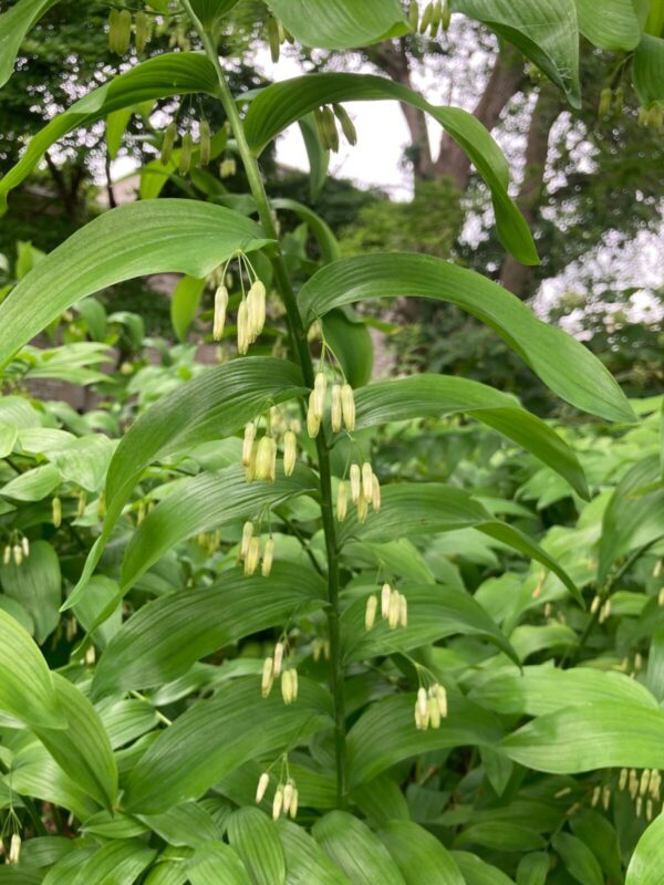 Large colony of Solomon’s Seal (Polygonatum biflorum var. commutatum) growing in part shade with arching stems and dangling white flowers
