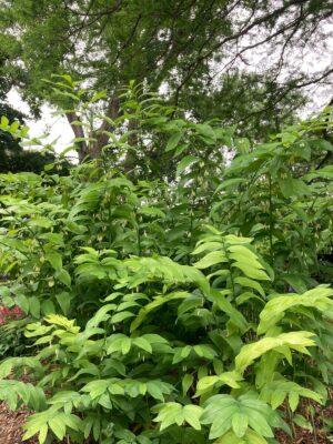 Solomon’s Seal (Polygonatum biflorum var. commutatum) beginning to bloom with creamy white hanging flowers beneath green leaves