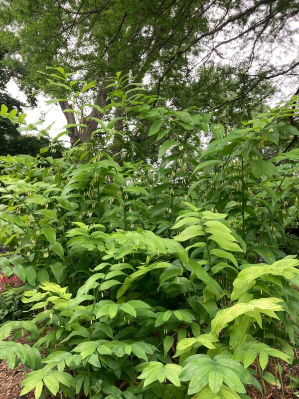 Solomon’s Seal (Polygonatum biflorum var. commutatum) beginning to bloom with creamy white hanging flowers beneath green leaves