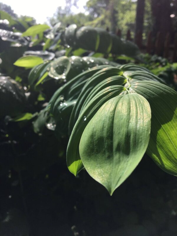 Solomon’s Seal close up of leaves in morning dew