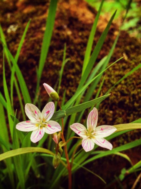 Spring Beauty blooming in woodland forest