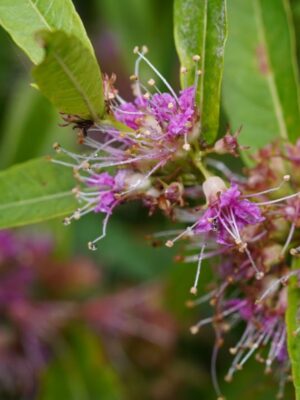 Purple Swamp Loosestrife flower blooming in wetland