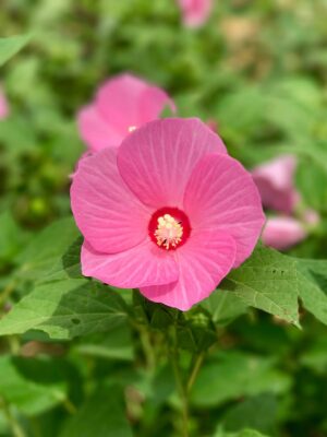 Pink Swamp Rose Mallow (Hibiscus moscheutos) flower with dark pink center bloom close up