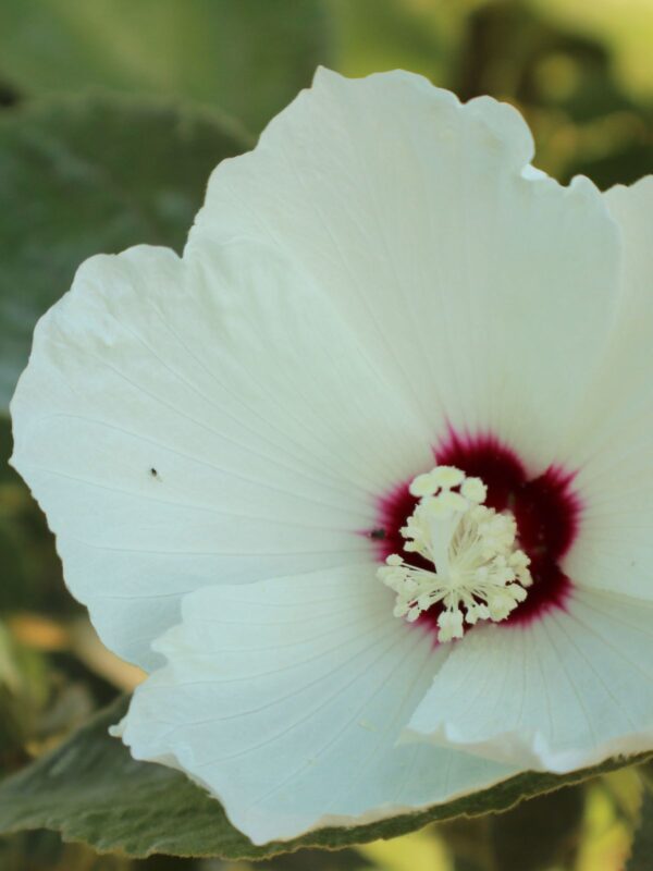 White Swamp Rose Mallow (Hibiscus moscheutos) flower with red/purple/pink center bloom close up