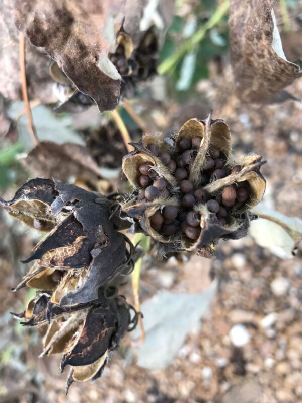 Swamp Rose Mallow close up of dried seed pods and capsules