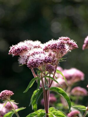 Purple Sweet Joe Pye Weed blooming in sunlight in field