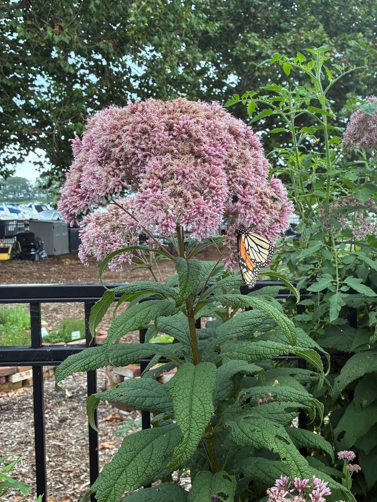 Purple Sweet Joe Pye Weed blooming in sunlight in field