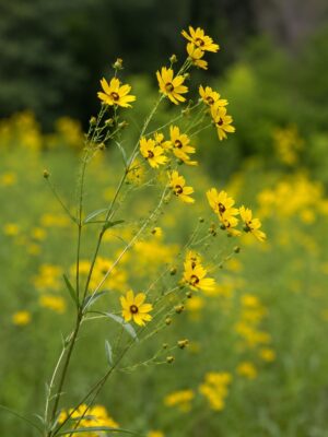 Tall Coreopsis (Coreopsis tripteris) with slender branching stems, narrow leaves, and yellow daisy-like flowers blooming in a meadow