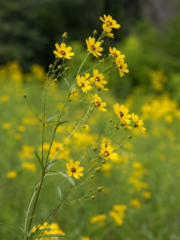 Tall Coreopsis (Coreopsis tripteris) with slender branching stems, narrow leaves, and yellow daisy-like flowers blooming in a meadow