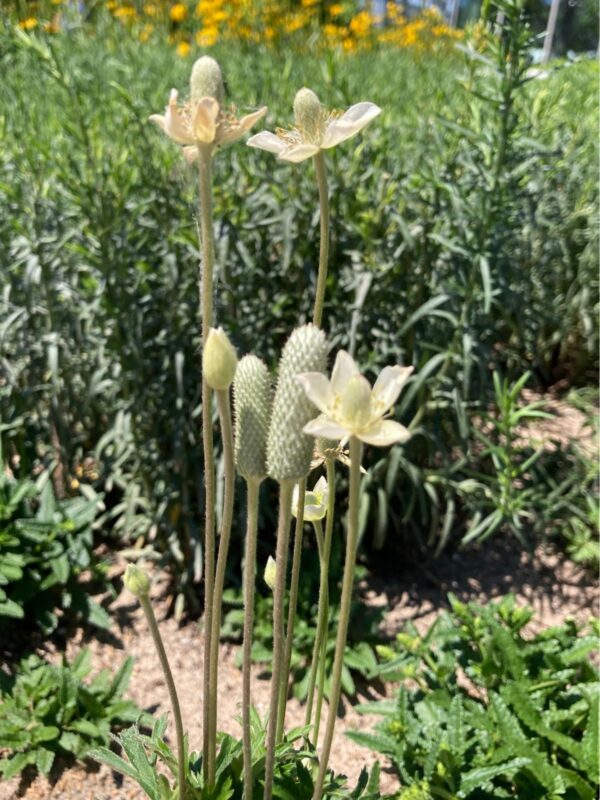 Thimbleweed