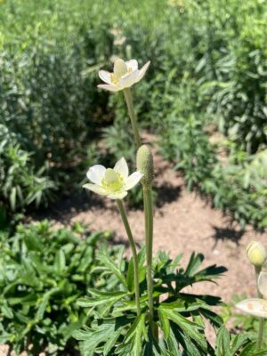 Thimbleweed (Anemone cylindrica) white flowers close up