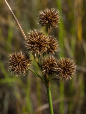 Close-up of Torrey’s Rush (Juncus torreyi) with several brown, bristly spherical seed heads clustered along green stems