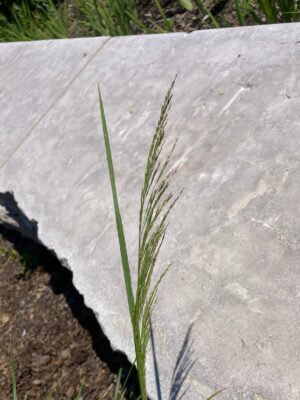 Tufted Hairgrass (Deschampsia caespitosa) seed head emerging from stalk