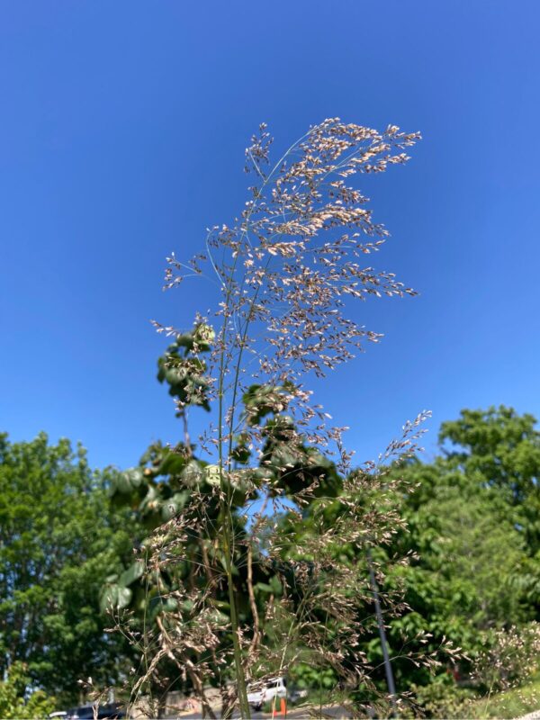 Tufted Hairgrass (Deschampsia caespitosa) seed head against blue sky