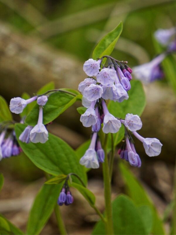 Blue, pink, and purple blooming Virginia Bluebells wildflowers