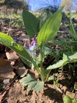 Virginia Bluebells beginning to bloom