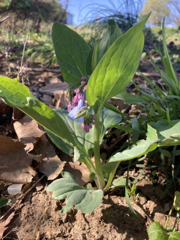 Virginia Bluebells beginning to bloom