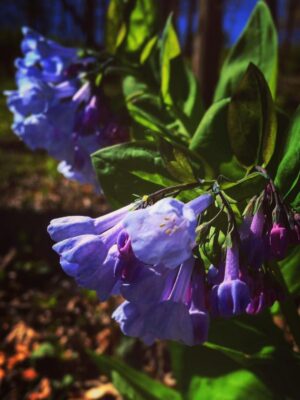 Virginia Bluebells blooming close up