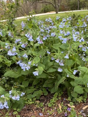 Virginia Bluebells (Mertensia virginica) clump in woodland forest