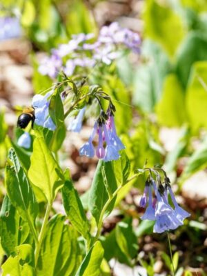 Virginia Bluebells with bee