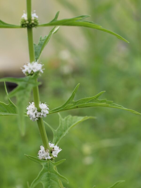 Water Horehound small white flower clumps blooming where leaves touch the stem