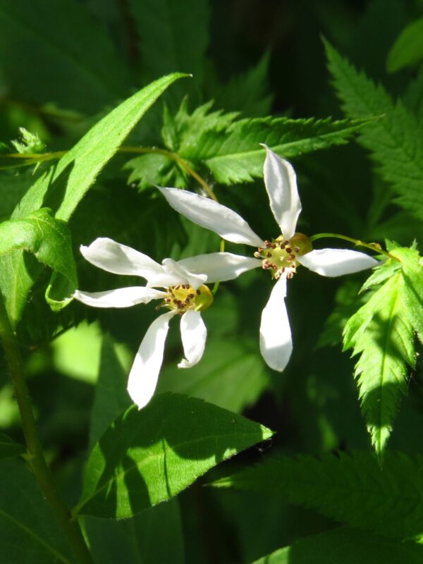 Western Indian Physic white flower bloom close up
