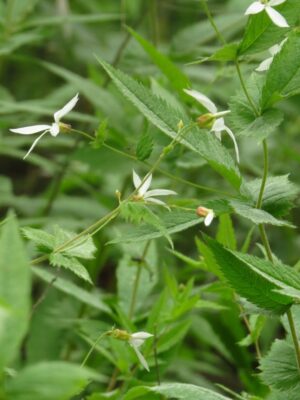 Western Indian Physic clump blooming in woodland