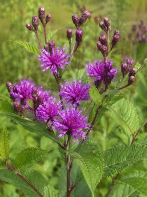 Western Ironweed (Vernonia baldwinii) with vibrant purple flower heads and unopened buds on reddish-purple stems