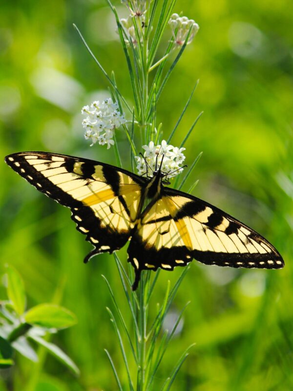 White Whorled Milkweed blooming with Yellow Swallowtail Butterfly