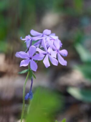 Wild Blue Phlox close up in woodland