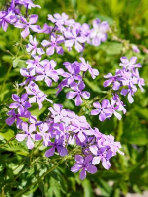Clump of Wild Blue Phlox