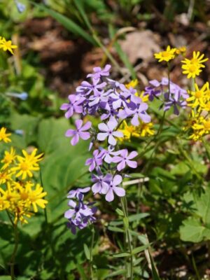Wild Blue Phlox with yellow Roundleaf Groundsel close up in woodland