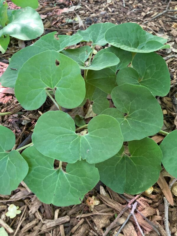 Wild Ginger growing in shady woodland